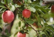 Welke soorten appelbomen zijn er in Nederland?