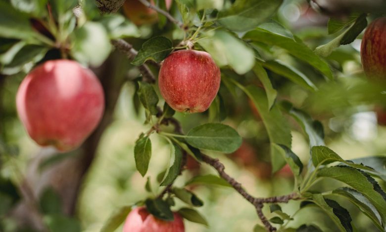 Welke soorten appelbomen zijn er in Nederland?