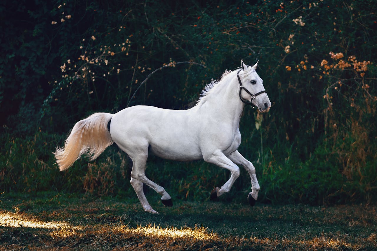 Hoeveel pk heeft een paard?