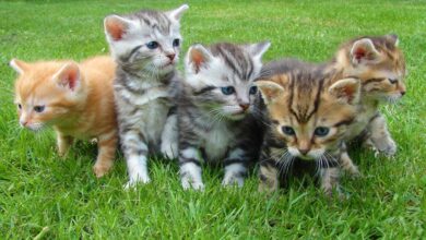 Katten uit de tuin houden: simpele tips voor een schone tuin