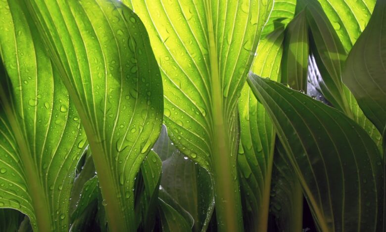 Rode bessenstruik snoeien voor gezonde oogst en sterke struiken