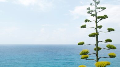 Zo houd je een eucalyptus boom mooi en gezond door te snoeien