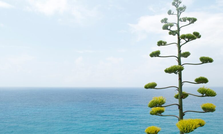 Zo houd je een eucalyptus boom mooi en gezond door te snoeien