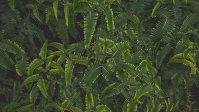 Rode bessenstruik snoeien voor een rijke oogst