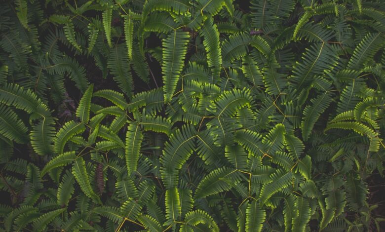 Rode bessenstruik snoeien voor een rijke oogst