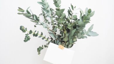 Zo houd je je kerrieplant gezond door te snoeien